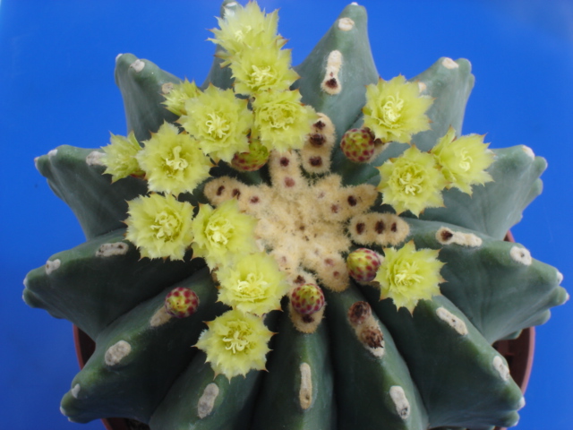 Ferocactus glaucescens v. inermis 