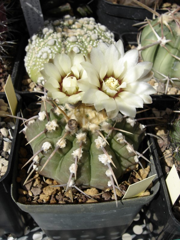 Gymnocalycium vatteri 