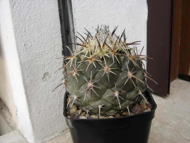 Coryphantha borwigii 