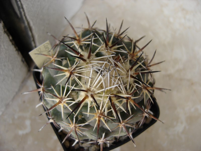 Coryphantha borwigii 