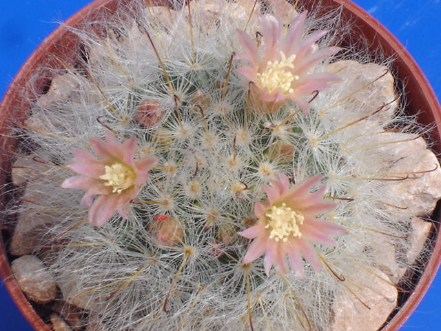 Mammillaria bocasana 