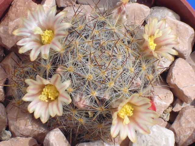 Mammillaria prolifera 