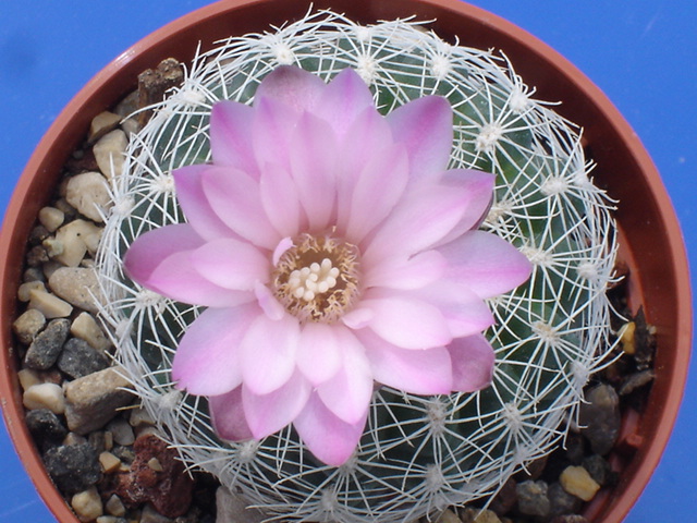 Gymnocalycium bruchii 