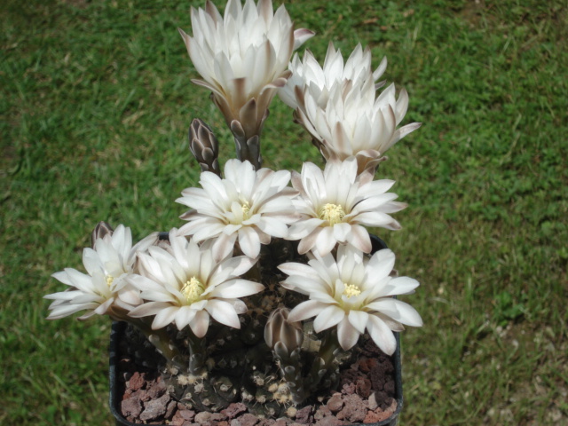 Gymnocalycium ragonesei 