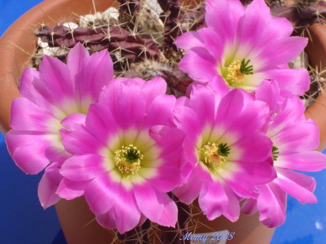 Echinocereus pentalophus 