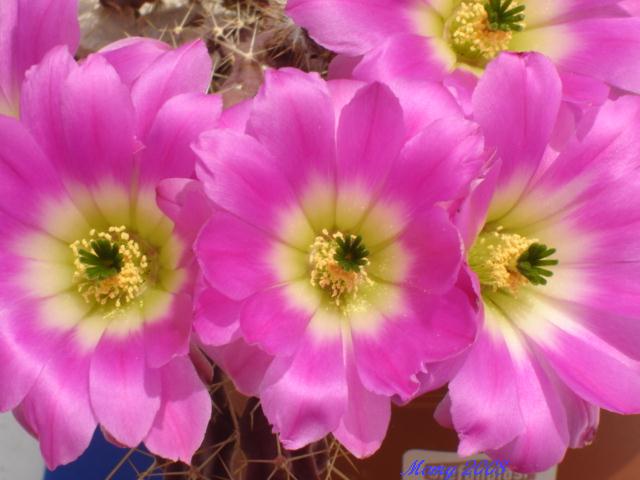 Echinocereus  pentalophus 