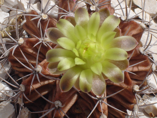 Gymnocalycium mihanovichii 