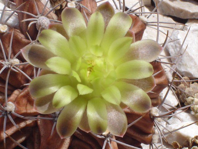 Gymnocalycium mihanovichii 