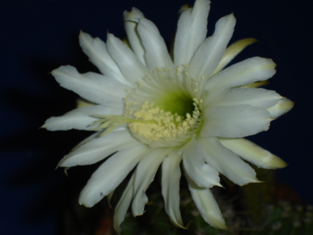 Echinopsis  