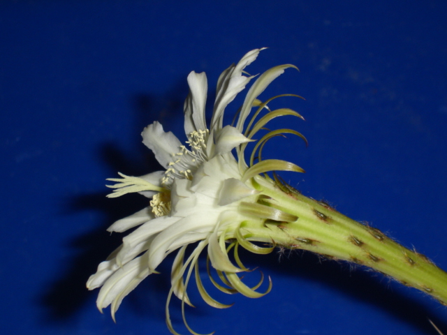 Echinopsis  