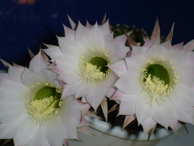 Echinopsis  