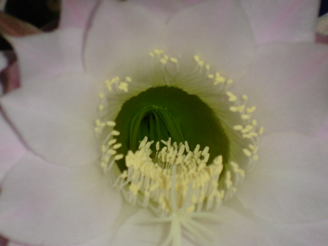 Echinopsis  