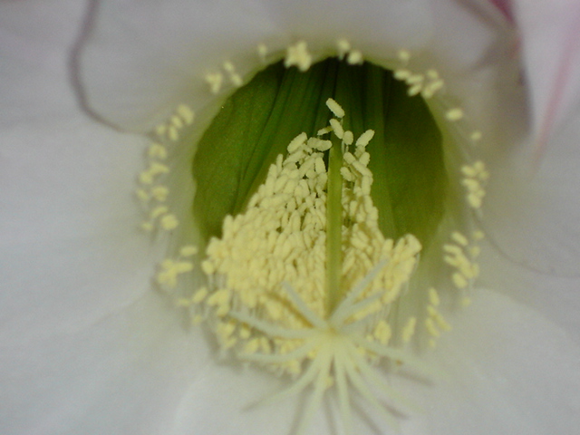 Echinopsis  