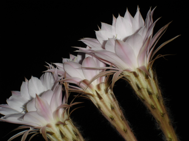 Echinopsis  