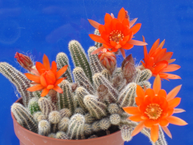 Chamaecereus silvestrii 