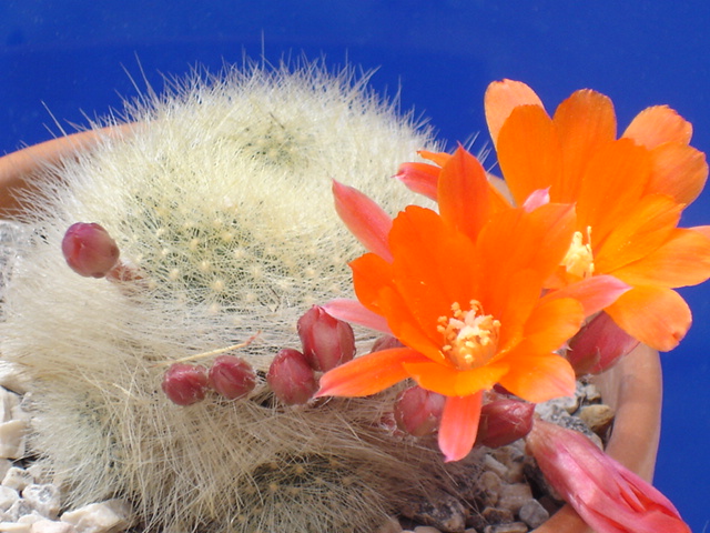 Rebutia albipilosa 