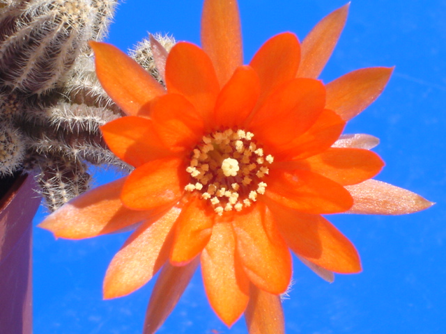 Chamaecereus silvestrii 
