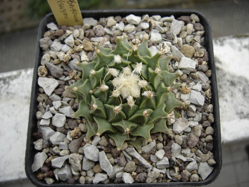 Obregonia denegrii 