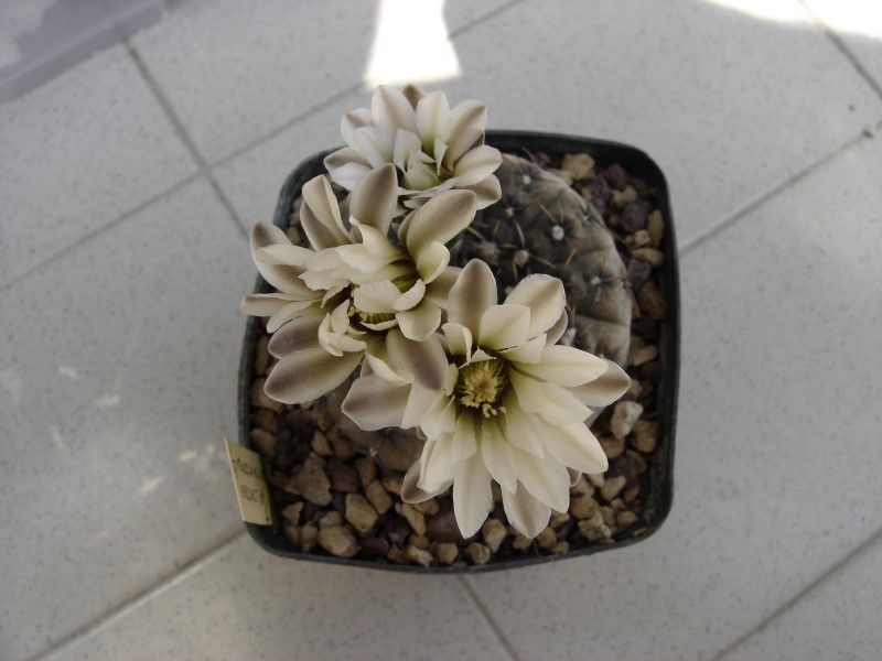 Gymnocalycium obductum 