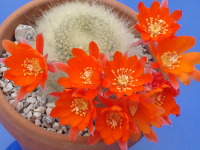 Rebutia albipilosa 