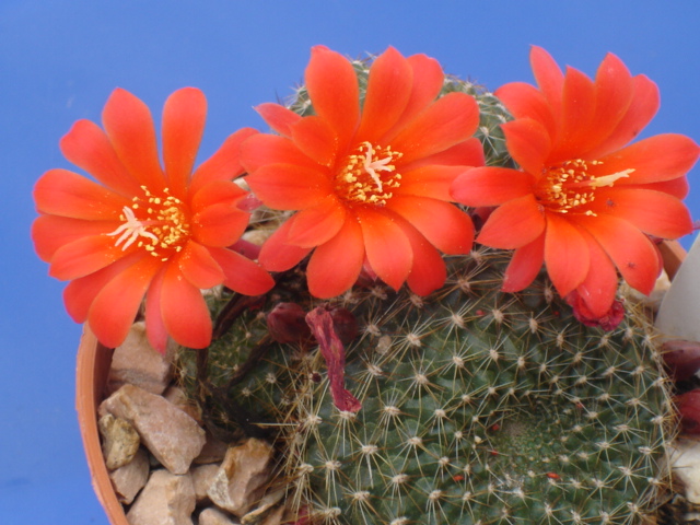 Rebutia krainziana 