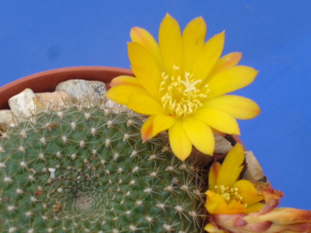 Rebutia marsoneri 