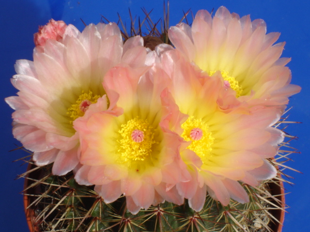 Parodia roseolutea 