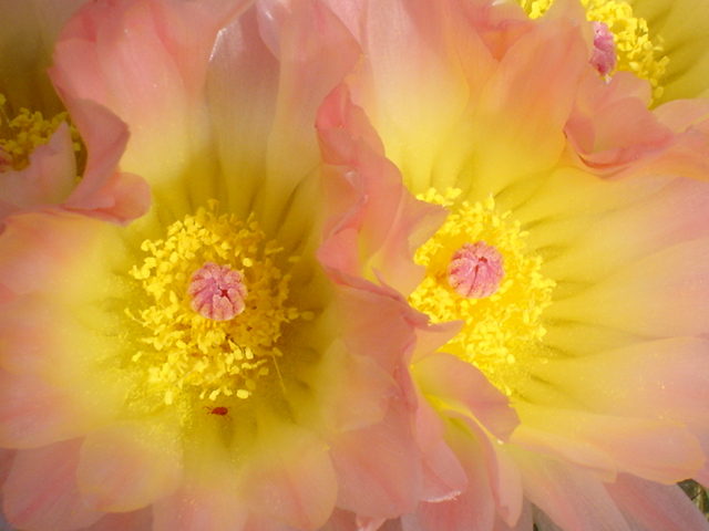 Parodia roseolutea 