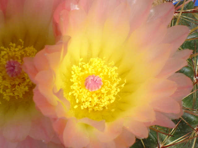 Parodia roseolutea 