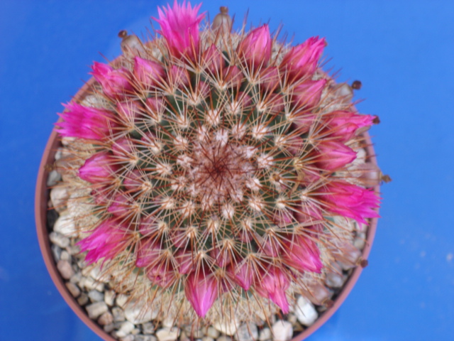 Mammillaria spinosissima 