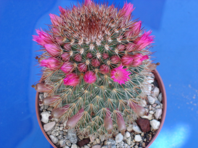 Mammillaria spinosissima 