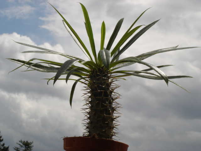 Pachypodium lamerei 