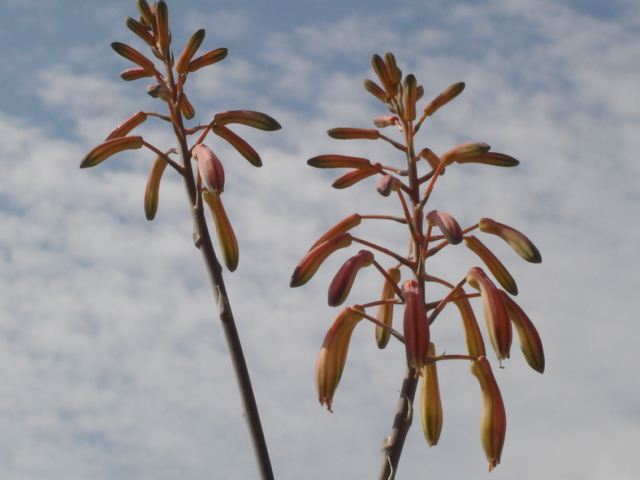 Aloe aristata 