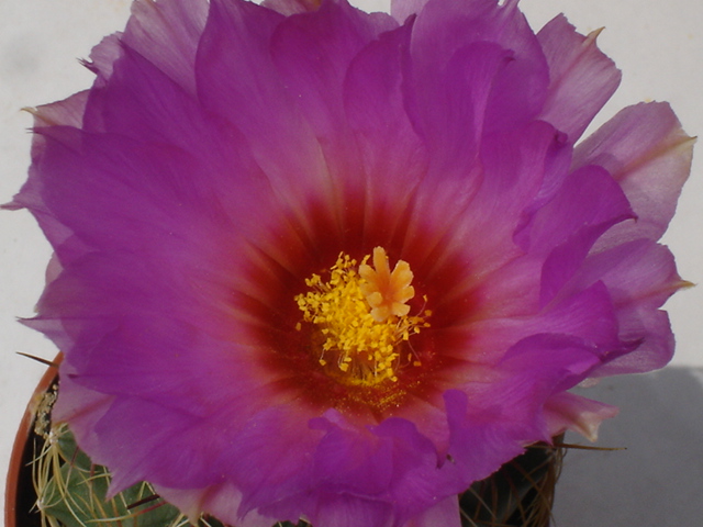 Thelocactus bicolor v. tricolor 