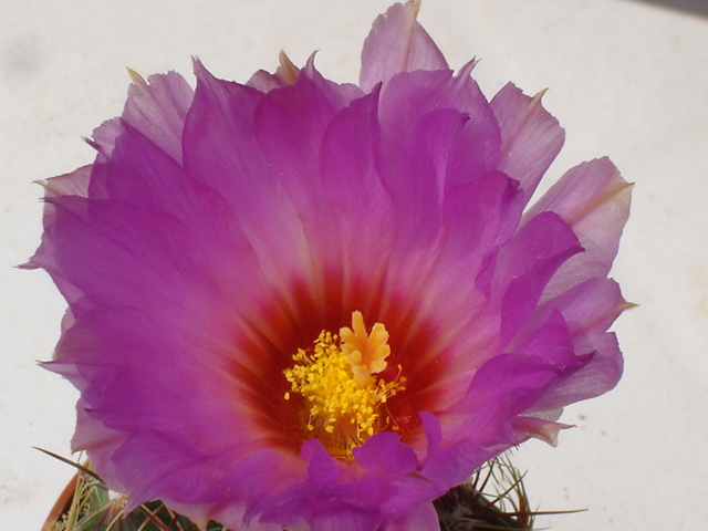 Thelocactus bicolor v. tricolor 