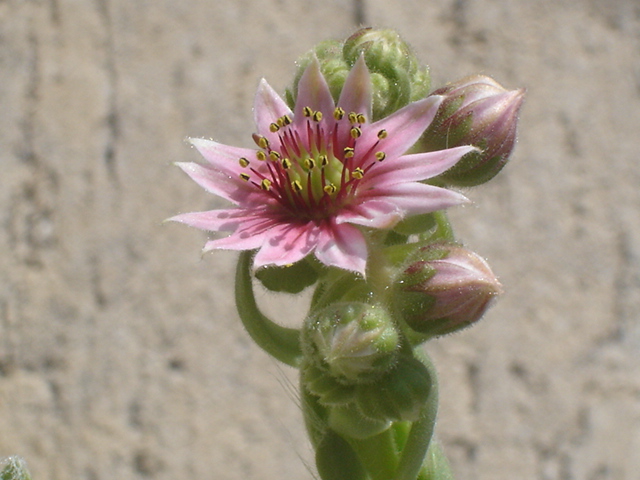Sempervivum arachnoideum 
