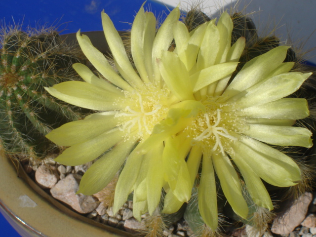 Notocactus magnificus 