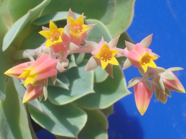 Echeveria  