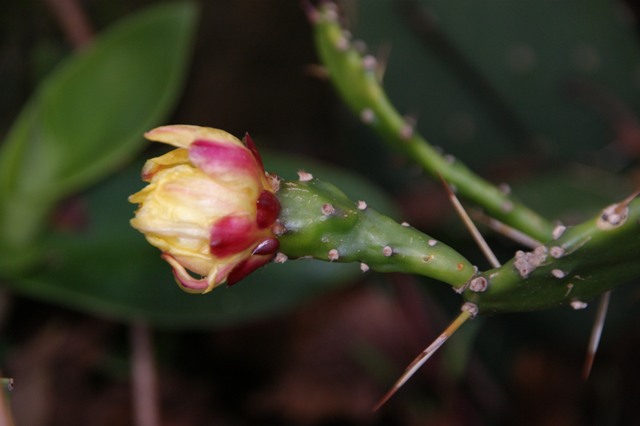 opuntia monacantha
