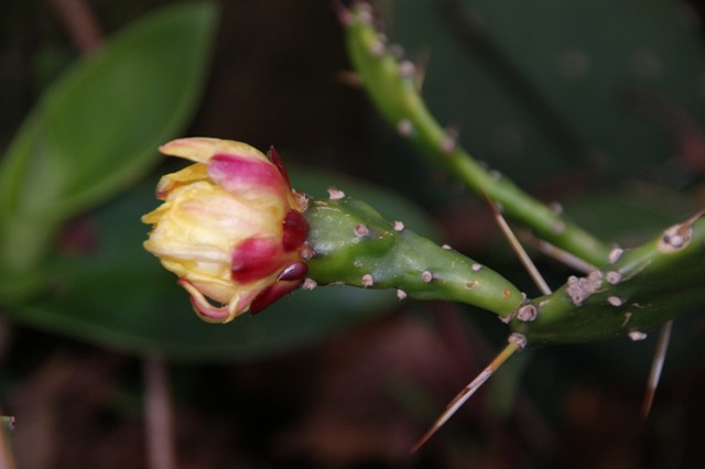 Opuntia monacantha 