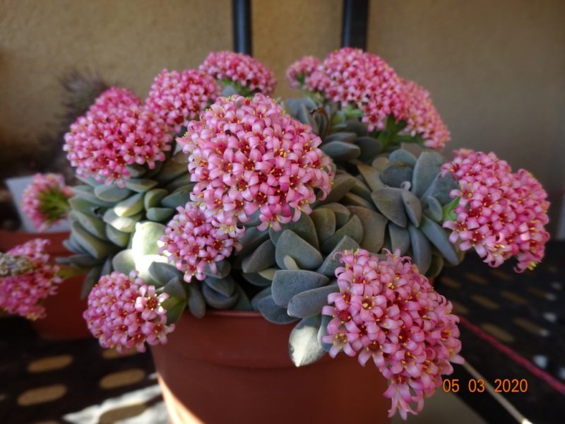 Crassula cv. morgan's beauty 