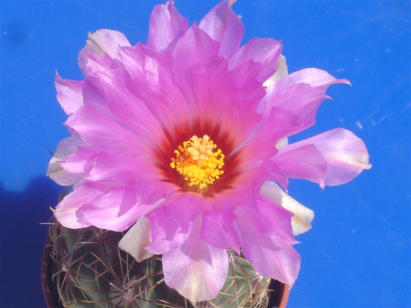 Thelocactus bicolor v. tricolor 