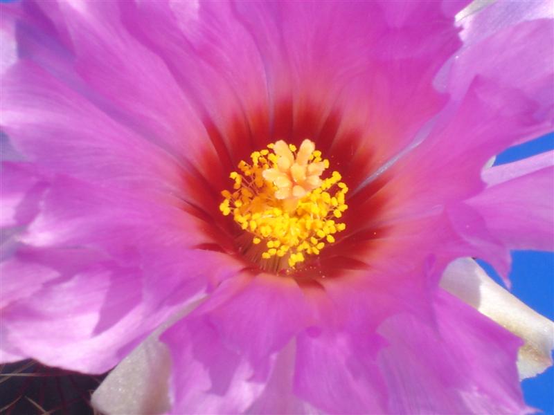 Thelocactus bicolor v. tricolor 