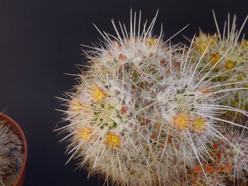 Mammillaria karwinskiana ssp. nejapensis 