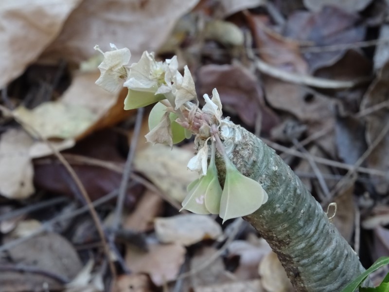 Euphorbia ankarensis 