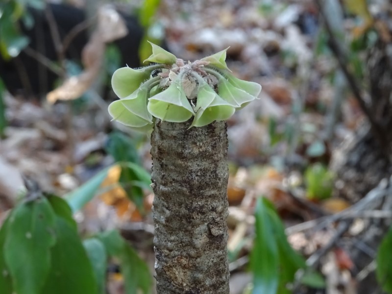 Euphorbia ankarensis 