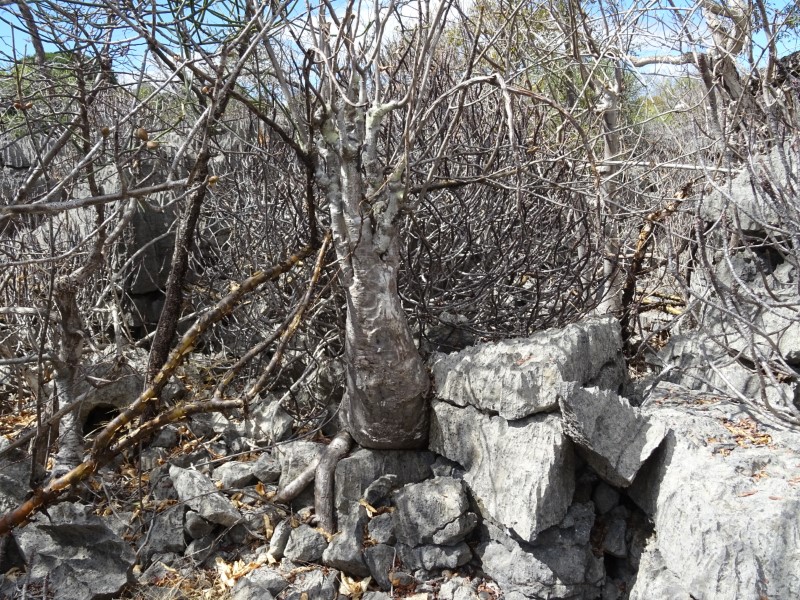 Pachypodium decaryi 