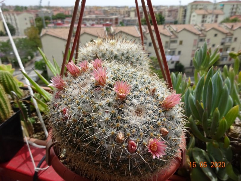 Mammillaria morganiana 