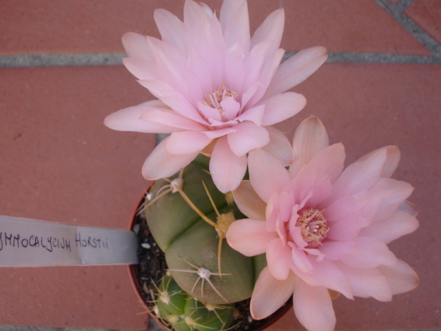 Gymnocalycium horstii 