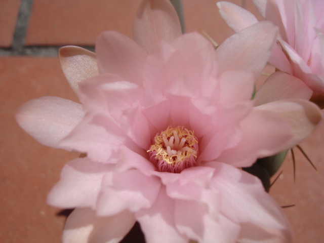 Gymnocalycium horstii 